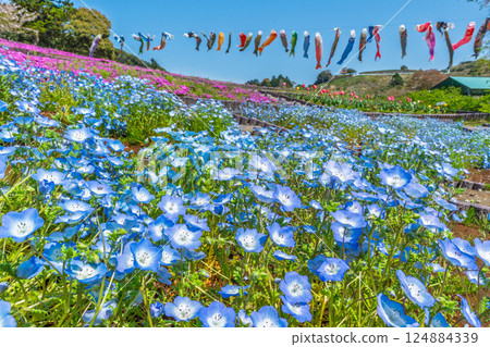 Nemophila、苔蘚福祿考、鬱金香和鯉魚旗（靜岡縣御前崎市） 124884339