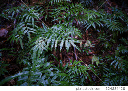 Fresh leaves wet with rain in the mountains Fresh leaves wet with rain in the mountains 124884428