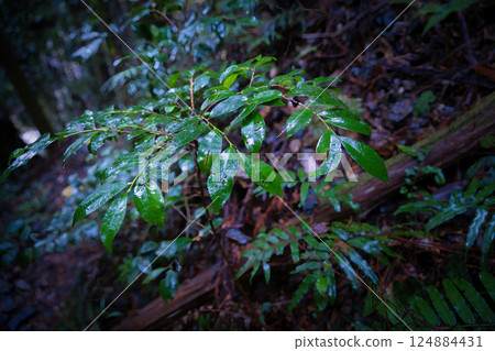 Fresh leaves wet with rain in the mountains Fresh leaves wet with rain in the mountains 124884431