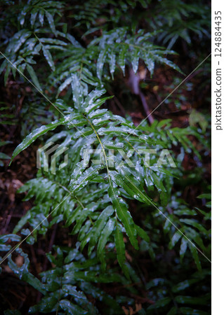 Fresh leaves wet with rain in the mountains Fresh leaves wet with rain in the mountains 124884435