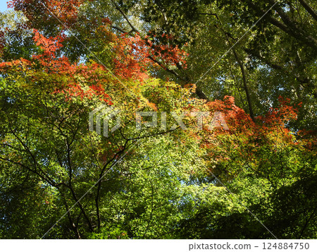 變化與和諧 124884750