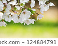 Cherry blossom 124884791