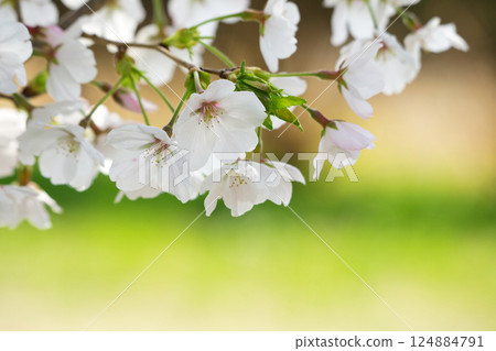 Cherry blossom 124884791