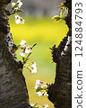 Cherry blossom 124884793