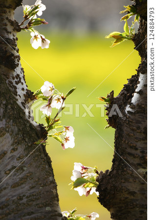 Cherry blossom Cherry blossom 124884793