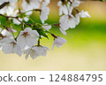 Cherry blossom 124884795