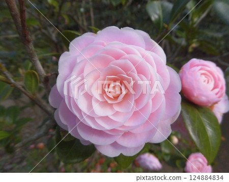 Otome Tsubaki Otome Tsubaki 124884834