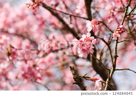 早春的岡山櫻花 124884845