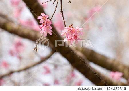 早春的岡山櫻花 124884846