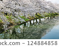 Cherry blossoms blooming by the water 124884858