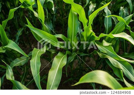 Corn plants on agricultural field. Fresh green leaves of corn seedlings. Organic field. Agriculture. 124884908