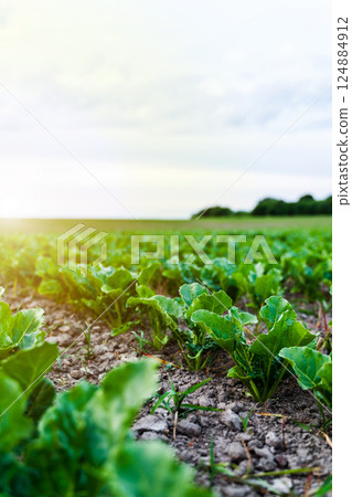 Beetroot plants on agricultural field. Row of green leaves of young growth beet on an organic field. 124884912