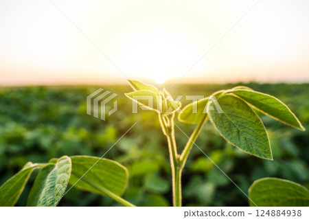 Soybean leaves close up on a sunset field. Green soy bean crop plants at agricultural farm field. Vibrant soybean green crops. Soybean leaves close up on a sunset field. Green soy bean crop plants at agricultural farm field. Vibrant soybean green crops. 124884938