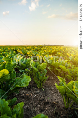 Beetroot plants on agricultural field. Fresh green leaves of beetroot or beet seedlings. Beetroot plants on agricultural field. Fresh green leaves of beetroot or beet seedlings. 124885019