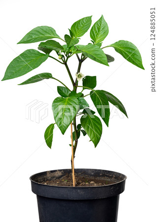 A flowering green seedling of young red pointed pepper in a plastic pot on a white isolated background. Yellow flower ready for pollination. 124885051