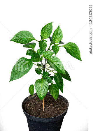 A flowering green seedling of young red pointed pepper in a plastic pot on a white isolated background. Yellow flower ready for pollination. 124885053