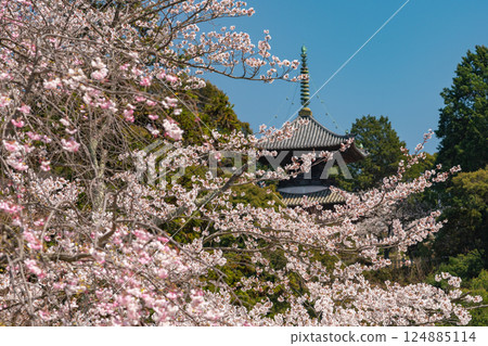 從寺院內眺望的櫻花 [岡山縣倉敷市] 124885114