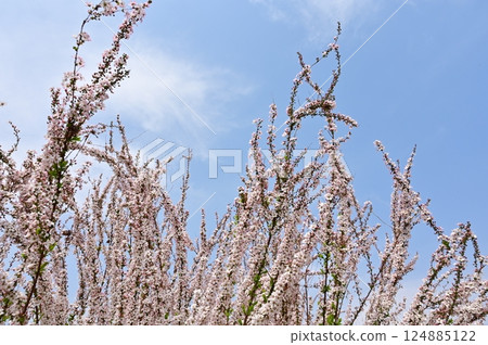 Pink Spiraea (Rosaceae, Spiraea genus) 124885122
