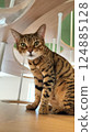 Cat sitting on a chair 124885128