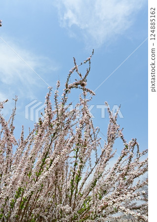 粉紅繡線菊(薔薇科繡線菊屬) 粉紅繡線菊(薔薇科繡線菊屬) 124885162