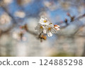 Somei-yoshino cherry blossoms in Peace Memorial Park (Hiroshima City) 124885298