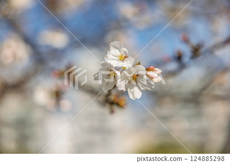 Somei-yoshino cherry blossoms in Peace Memorial Park (Hiroshima City) 124885298
