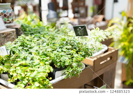 園藝店裡的盆栽蒴果幼苗 園藝店裡的盆栽蒴果幼苗 124885323