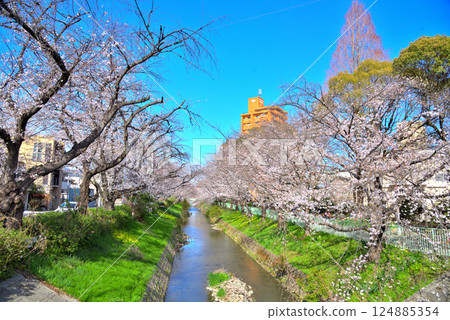 愛知縣:名古屋市北區五葉水跡海苑沿岸的櫻花樹 愛知縣:名古屋市北區五葉水跡海苑沿岸的櫻花樹 124885354