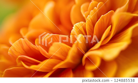 Macro perspective on the intricate beauty of marigolds, showcasing vibrant colors and delicate petal structures. Nature concept Macro perspective on the intricate beauty of marigolds, showcasing vibrant colors and delicate petal structures. Nature concept 124885538