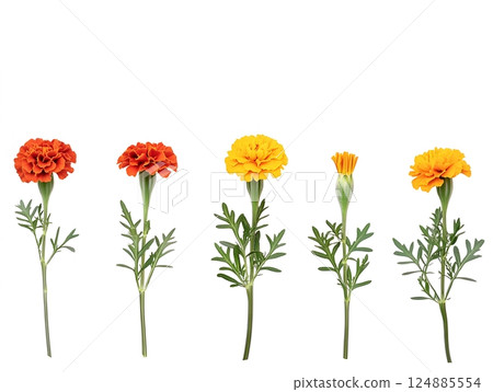 An illustrative guide to stages of marigold flowers in harmonious growth featuring colorful blooms and vibrant green leaves. Botanical concept 124885554