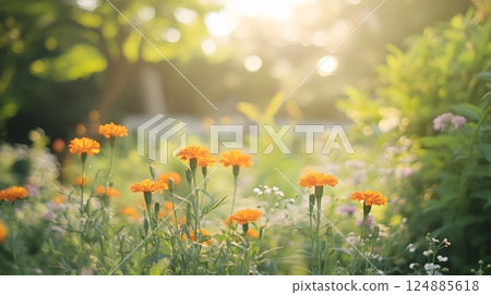 A vibrant garden scene featuring blooming marigolds under soft sunlight enhancing their colors and natural beauty. Nature beauty concept 124885618