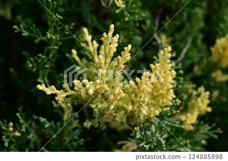 千層屬（桃金孃科） 124885898