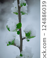 Snow on the cherry 124886039