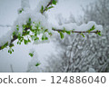 Snow on the cherry 124886040