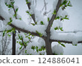 Snow on the cherry 124886041