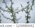 Snow on the cherry 124886042