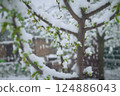 Snow on the cherry 124886043