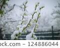 Snow on the cherry 124886044