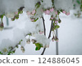 Snow on the cherry 124886045