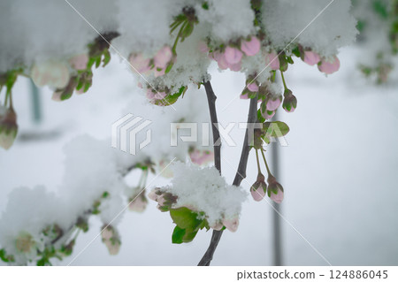 Snow on the cherry Snow on the cherry 124886045