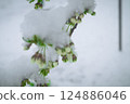 Snow on the cherry 124886046