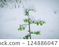Snow on the cherry 124886047
