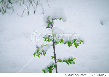 Snow on the cherry Snow on the cherry 124886047