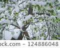 Snow on the cherry 124886048