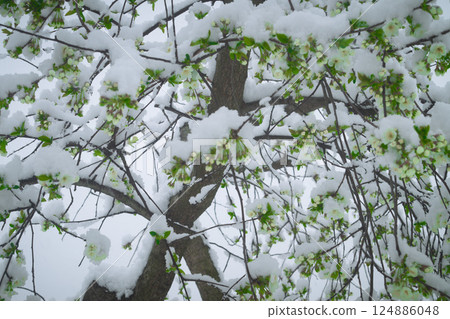 Snow on the cherry Snow on the cherry 124886048