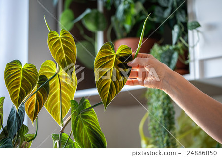 Woman hand touching green Philodendron Splendid leaf, closeup. Home gardening, plant lovers Woman hand touching green Philodendron Splendid leaf, closeup. Home gardening, plant lovers 124886050