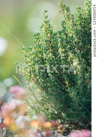 Green fresh aromatic Thymus vulgaris bush growing in garden, closeup. 124886054