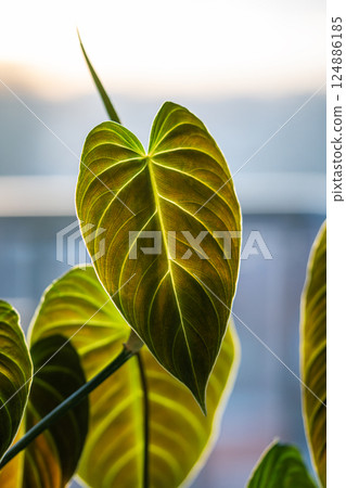 Climbing Philodendron Splendid plant with hear shaped green velvet leaves next to a window 124886185