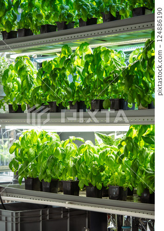 Genovese basil grow in pots on shelf under phyto lights, cultivated in greenhouse for sale and hobby Genovese basil grow in pots on shelf under phyto lights, cultivated in greenhouse for sale and hobby 124886190