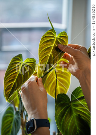 Woman hand touching green Philodendron Splendid leaf, closeup. Home gardening, plant lovers 124886216